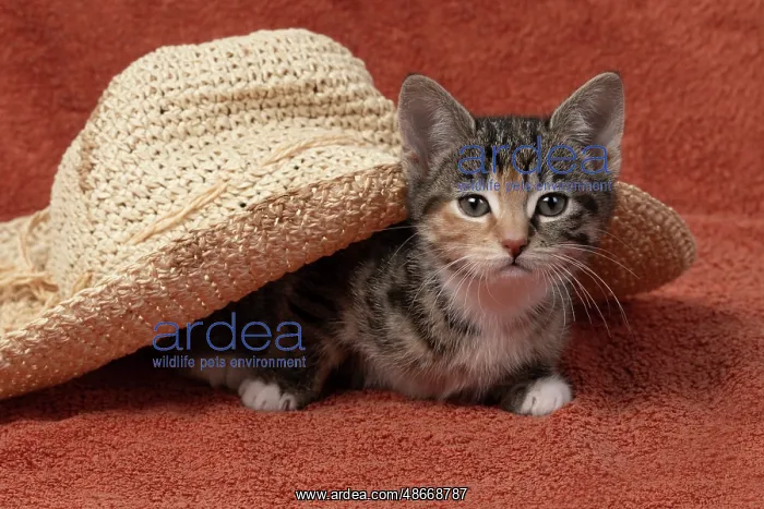 : CAT. Kitten, tortoiseshell tabby & white, 6 weeks old, with : CAT. Kitten, tortoiseshell tabby & white, 6 weeks old, with