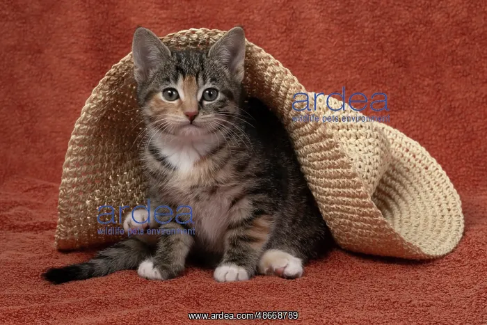 : CAT. Kitten, tortoiseshell tabby & white, 6 weeks old, with : CAT. Kitten, tortoiseshell tabby & white, 6 weeks old, with