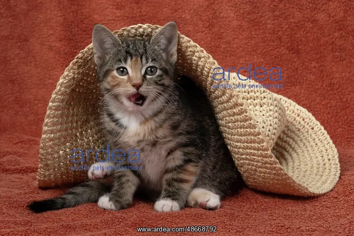 : CAT. Kitten, tortoiseshell tabby & white, 6 weeks old, with : CAT. Kitten, tortoiseshell tabby & white, 6 weeks old, with