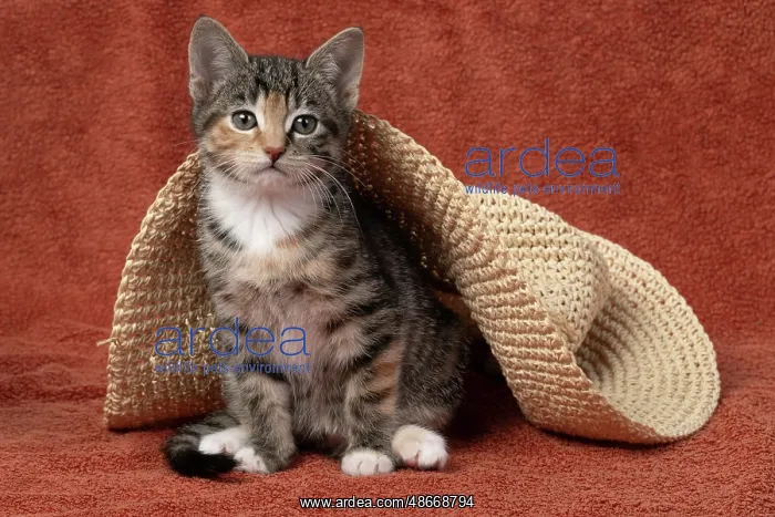 : CAT. Kitten, tortoiseshell tabby & white, 6 weeks old, with : CAT. Kitten, tortoiseshell tabby & white, 6 weeks old, with