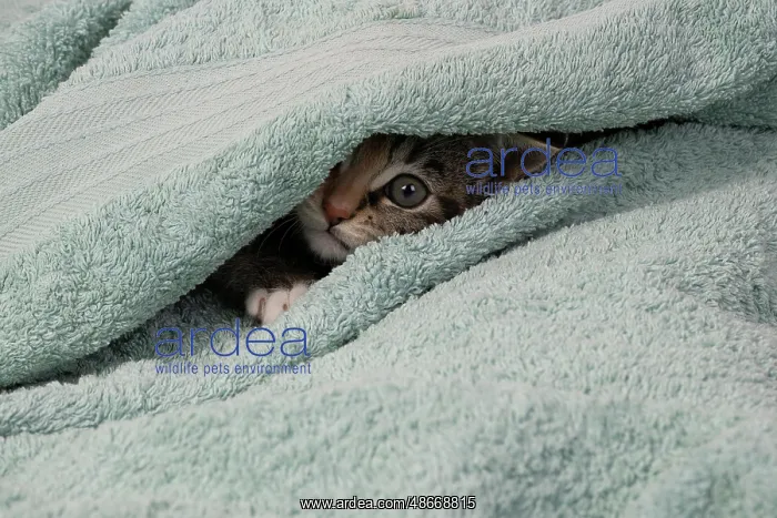 : CAT. Kitten, tortoiseshell tabby & white, 6 weeks old : CAT. Kitten, tortoiseshell tabby & white, 6 weeks old
