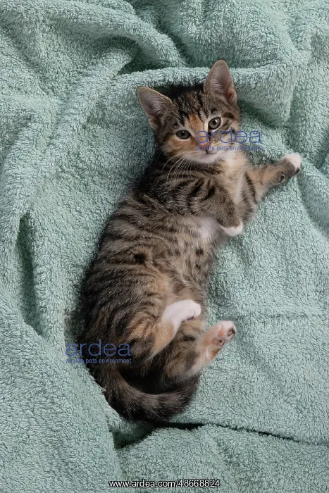 : CAT. Kitten, tortoiseshell tabby & white, 6 weeks old : CAT. Kitten, tortoiseshell tabby & white, 6 weeks old