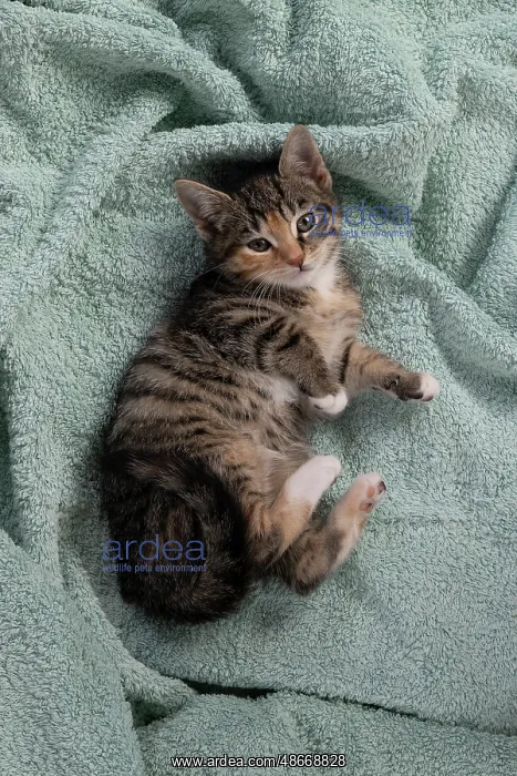 : CAT. Kitten, tortoiseshell tabby & white, 6 weeks old : CAT. Kitten, tortoiseshell tabby & white, 6 weeks old