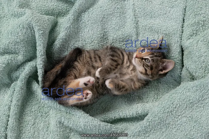 : CAT. Kitten, tortoiseshell tabby & white, 6 weeks old : CAT. Kitten, tortoiseshell tabby & white, 6 weeks old