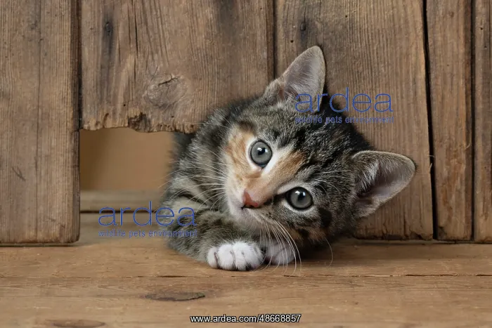 : CAT. Kitten, tortoiseshell tabby & white, 6 weeks old : CAT. Kitten, tortoiseshell tabby & white, 6 weeks old