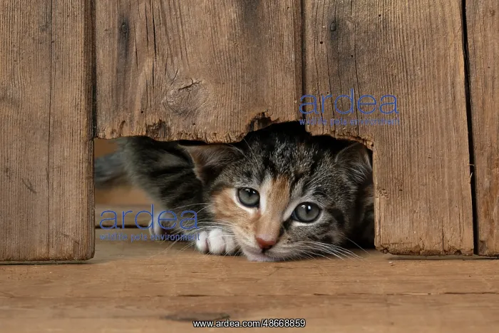 : CAT. Kitten, tortoiseshell tabby & white, 6 weeks old : CAT. Kitten, tortoiseshell tabby & white, 6 weeks old