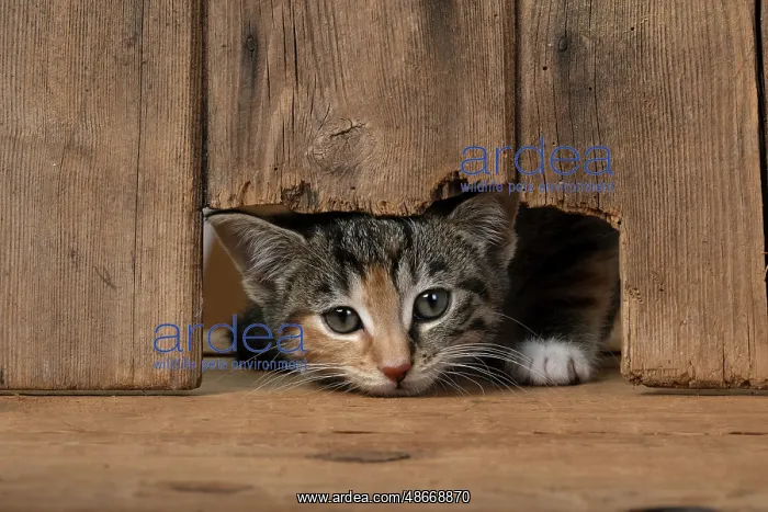 : CAT. Kitten, tortoiseshell tabby & white, 6 weeks old : CAT. Kitten, tortoiseshell tabby & white, 6 weeks old