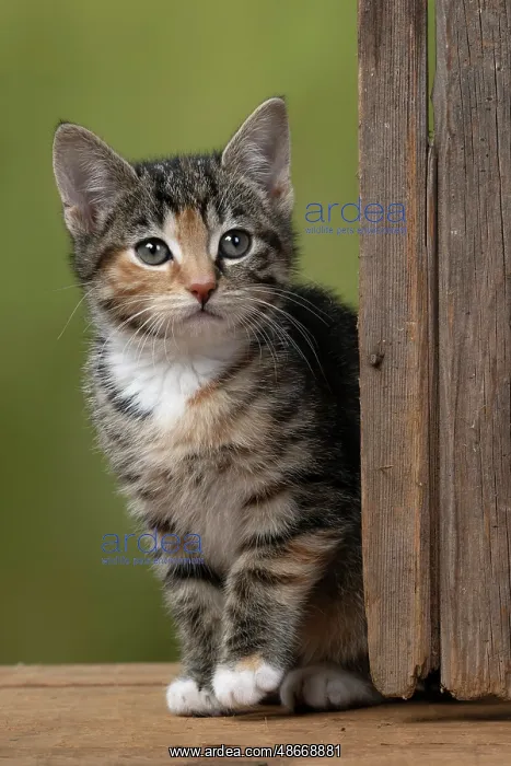 : CAT. Kitten, tortoiseshell tabby & white, 6 weeks old : CAT. Kitten, tortoiseshell tabby & white, 6 weeks old