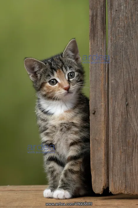 : CAT. Kitten, tortoiseshell tabby & white, 6 weeks old : CAT. Kitten, tortoiseshell tabby & white, 6 weeks old