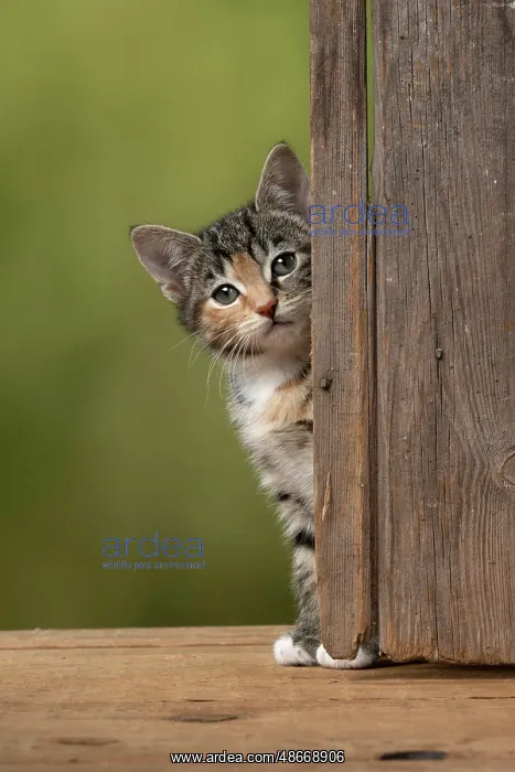: CAT. Kitten, tortoiseshell tabby & white, 6 weeks old : CAT. Kitten, tortoiseshell tabby & white, 6 weeks old