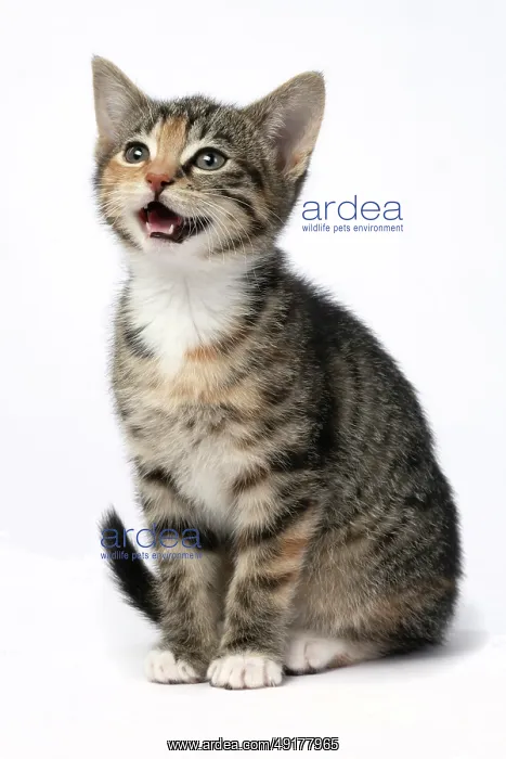 : CAT. Kitten, tortoiseshell tabby & white : CAT. Kitten, tortoiseshell tabby & white