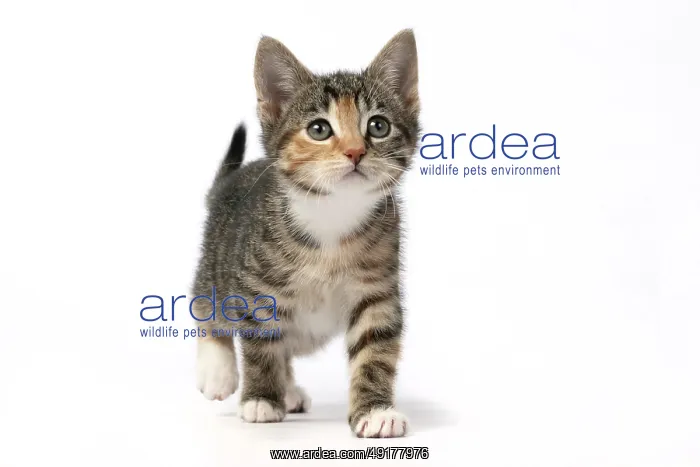 : CAT. Kitten, tortoiseshell tabby & white : CAT. Kitten, tortoiseshell tabby & white
