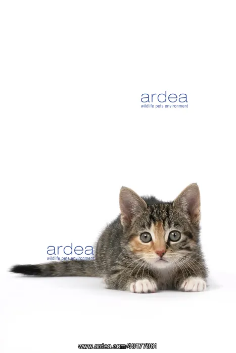 : CAT. Kitten, tortoiseshell tabby & white : CAT. Kitten, tortoiseshell tabby & white