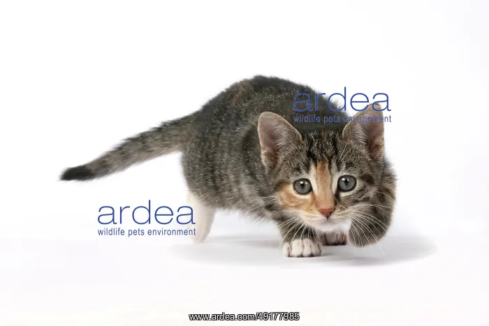 : CAT. Kitten, tortoiseshell tabby & white : CAT. Kitten, tortoiseshell tabby & white