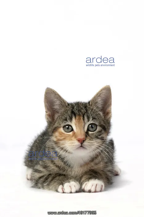 : CAT. Kitten, tortoiseshell tabby & white : CAT. Kitten, tortoiseshell tabby & white