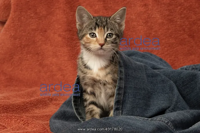 : CAT. Kitten, tortoiseshell tabby & white : CAT. Kitten, tortoiseshell tabby & white