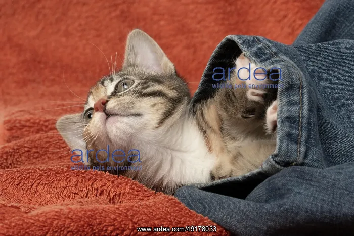 : CAT. Kitten, tortoiseshell tabby & white : CAT. Kitten, tortoiseshell tabby & white