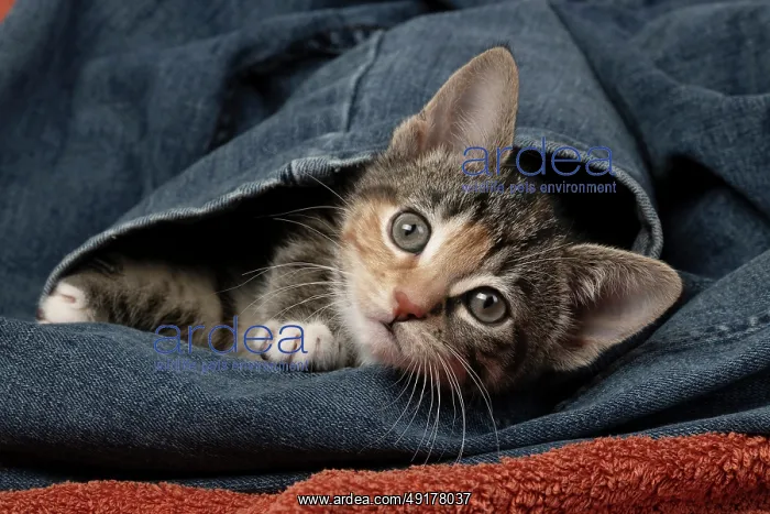 : CAT. Kitten, tortoiseshell tabby & white : CAT. Kitten, tortoiseshell tabby & white