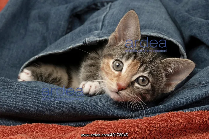 : CAT. Kitten, tortoiseshell tabby & white : CAT. Kitten, tortoiseshell tabby & white