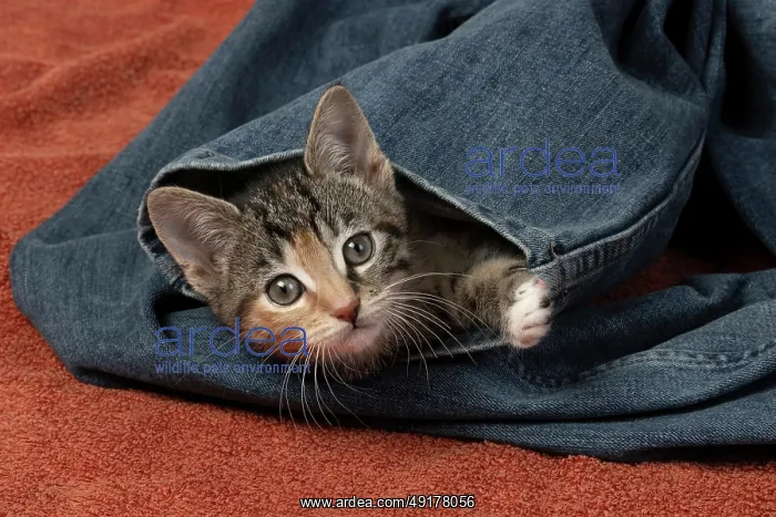 : CAT. Kitten, tortoiseshell tabby & white : CAT. Kitten, tortoiseshell tabby & white