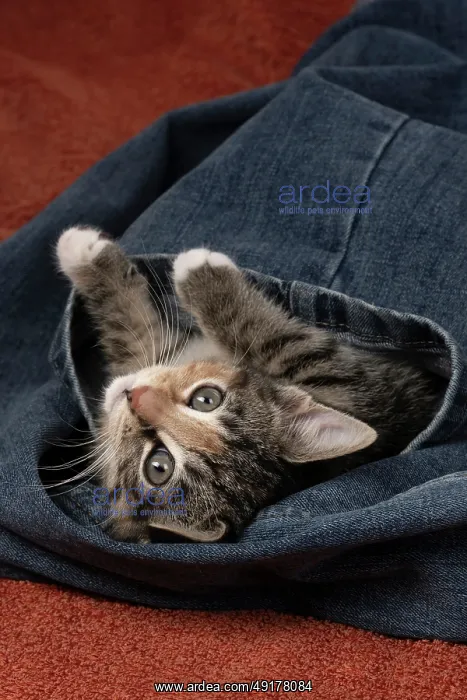 : CAT. Kitten, tortoiseshell tabby & white : CAT. Kitten, tortoiseshell tabby & white