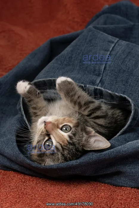 : CAT. Kitten, tortoiseshell tabby & white : CAT. Kitten, tortoiseshell tabby & white