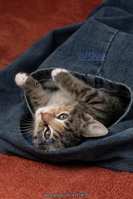 : CAT. Kitten, tortoiseshell tabby & white : CAT. Kitten, tortoiseshell tabby & white