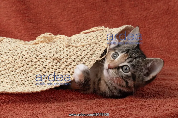 : CAT. Kitten, tortoiseshell tabby & white : CAT. Kitten, tortoiseshell tabby & white
