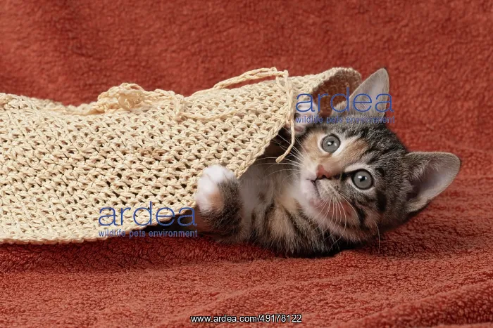 : CAT. Kitten, tortoiseshell tabby & white : CAT. Kitten, tortoiseshell tabby & white