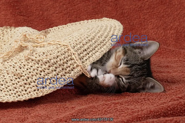 : CAT. Kitten, tortoiseshell tabby & white : CAT. Kitten, tortoiseshell tabby & white