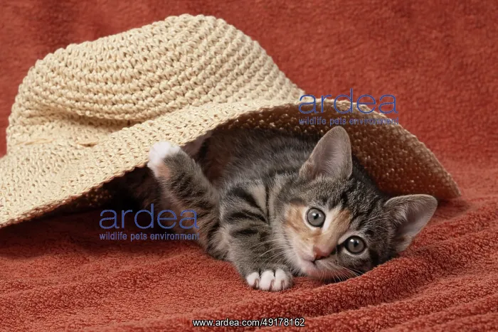 : CAT. Kitten, tortoiseshell tabby & white : CAT. Kitten, tortoiseshell tabby & white