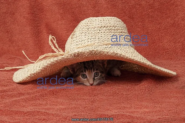 : CAT. Kitten, tortoiseshell tabby & white : CAT. Kitten, tortoiseshell tabby & white