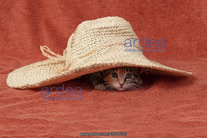 : CAT. Kitten, tortoiseshell tabby & white : CAT. Kitten, tortoiseshell tabby & white