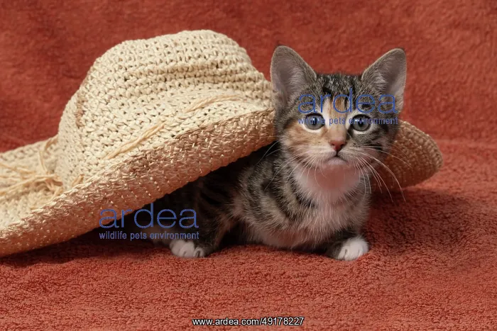 : CAT. Kitten, tortoiseshell tabby & white : CAT. Kitten, tortoiseshell tabby & white