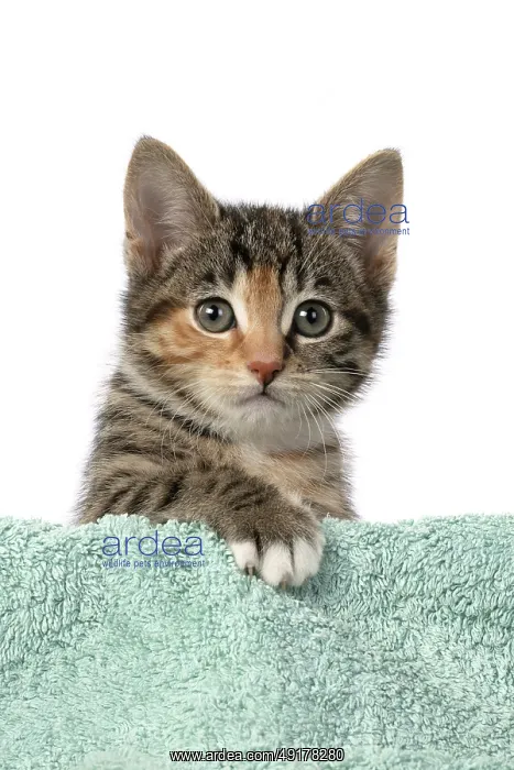 : CAT. Kitten, tortoiseshell tabby & white : CAT. Kitten, tortoiseshell tabby & white