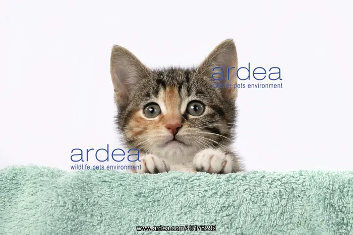 : CAT. Kitten, tortoiseshell tabby & white : CAT. Kitten, tortoiseshell tabby & white