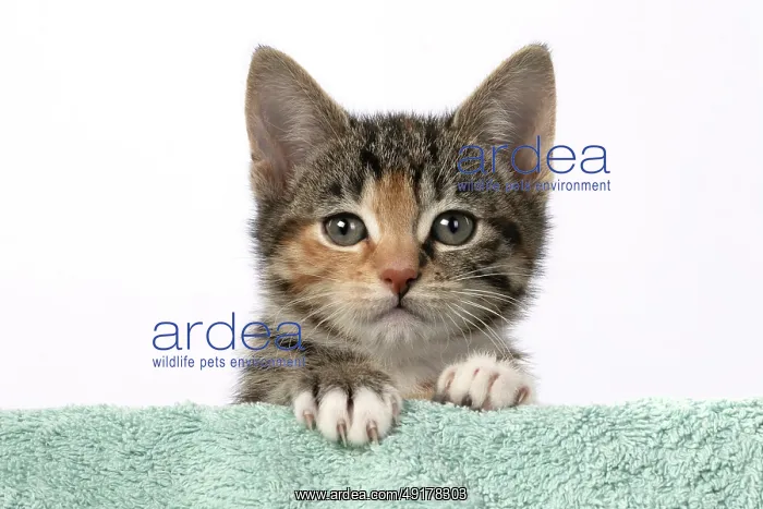 : CAT. Kitten, tortoiseshell tabby & white : CAT. Kitten, tortoiseshell tabby & white