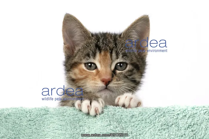 : CAT. Kitten, tortoiseshell tabby & white : CAT. Kitten, tortoiseshell tabby & white