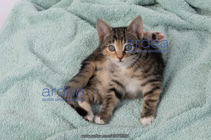 : CAT. Kitten, tortoiseshell tabby & white : CAT. Kitten, tortoiseshell tabby & white