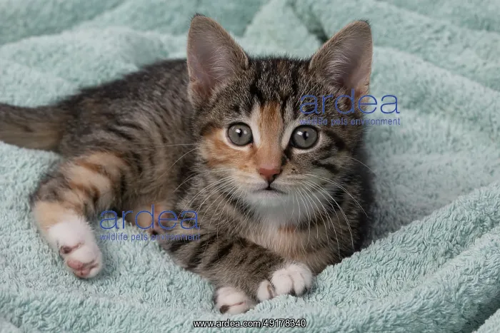 : CAT. Kitten, tortoiseshell tabby & white : CAT. Kitten, tortoiseshell tabby & white