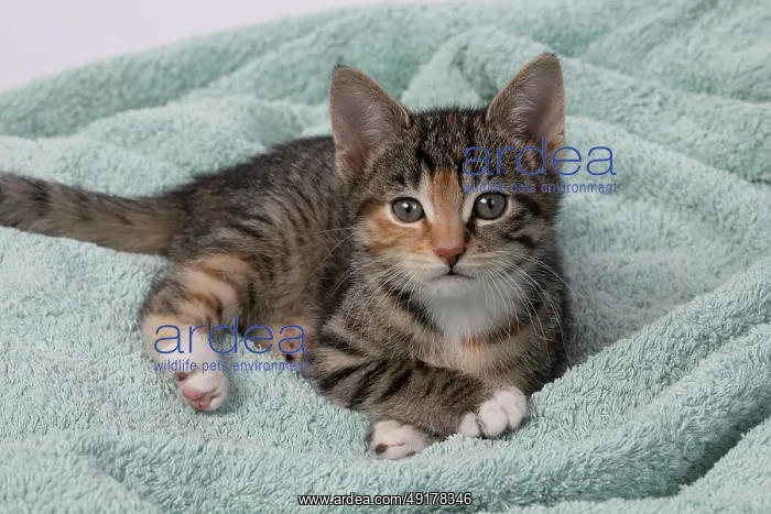 : CAT. Kitten, tortoiseshell tabby & white : CAT. Kitten, tortoiseshell tabby & white