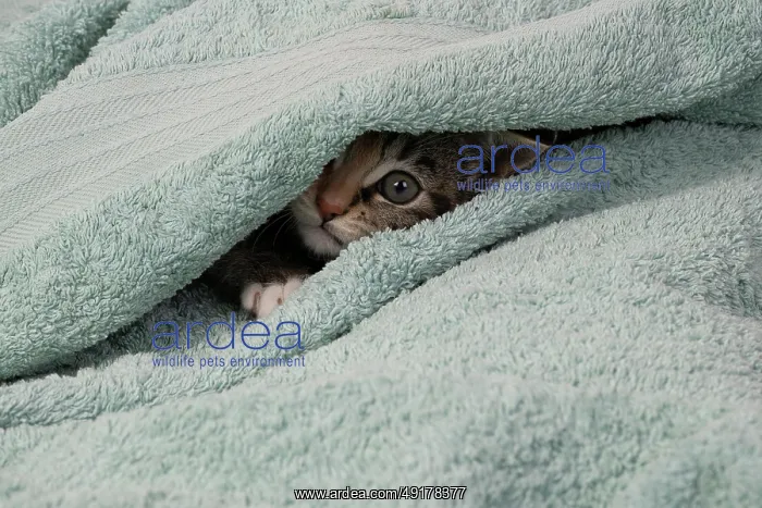 : CAT. Kitten, tortoiseshell tabby & white : CAT. Kitten, tortoiseshell tabby & white