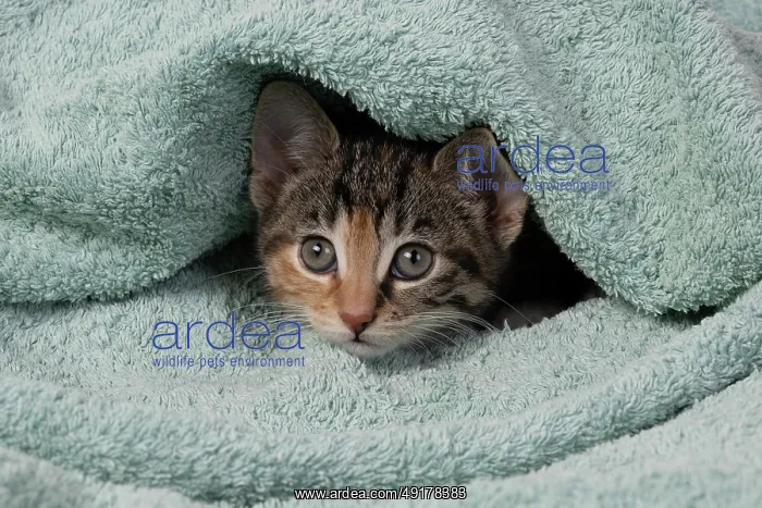 : CAT. Kitten, tortoiseshell tabby & white : CAT. Kitten, tortoiseshell tabby & white