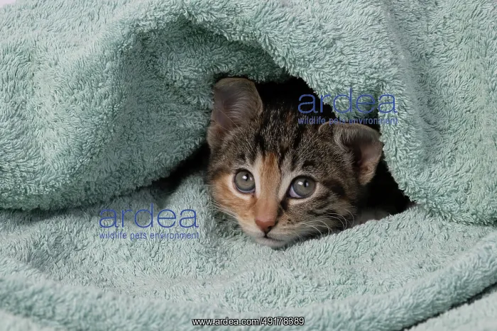 : CAT. Kitten, tortoiseshell tabby & white : CAT. Kitten, tortoiseshell tabby & white
