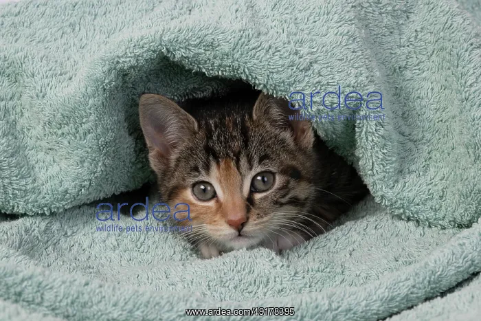 : CAT. Kitten, tortoiseshell tabby & white : CAT. Kitten, tortoiseshell tabby & white