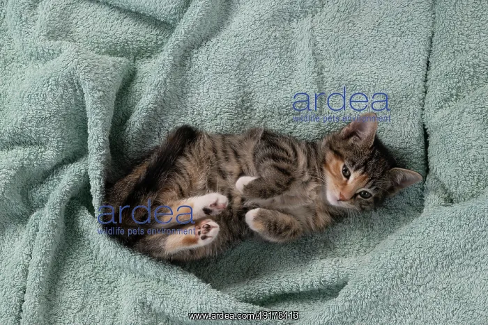 : CAT. Kitten, tortoiseshell tabby & white : CAT. Kitten, tortoiseshell tabby & white