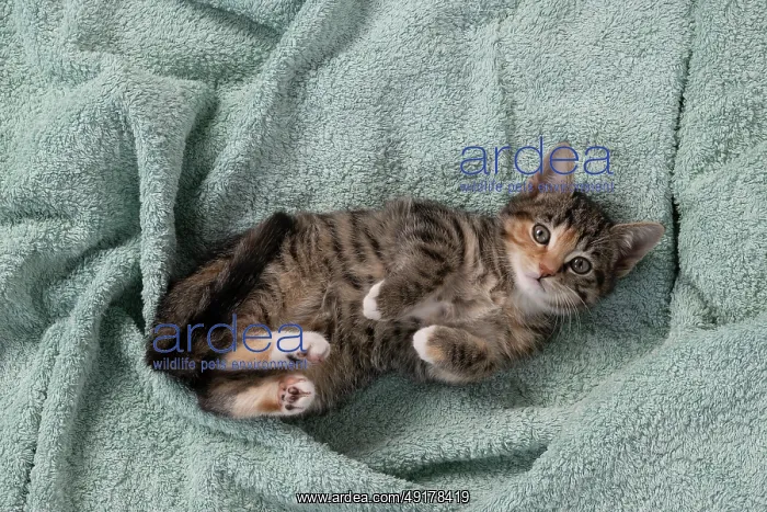 : CAT. Kitten, tortoiseshell tabby & white : CAT. Kitten, tortoiseshell tabby & white