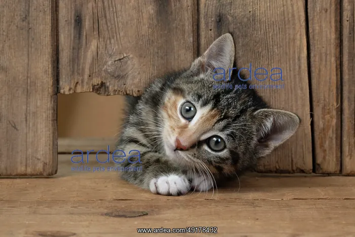 : CAT. Kitten, tortoiseshell tabby & white : CAT. Kitten, tortoiseshell tabby & white