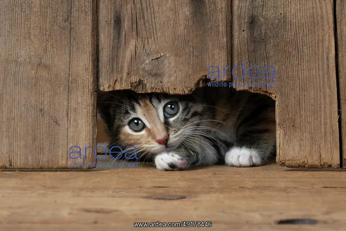 : CAT. Kitten, tortoiseshell tabby & white : CAT. Kitten, tortoiseshell tabby & white