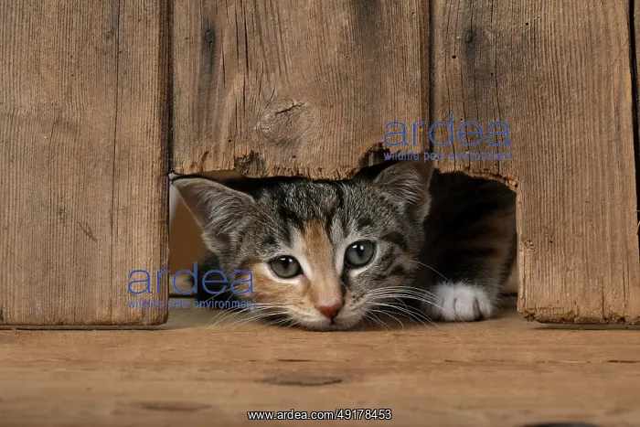 : CAT. Kitten, tortoiseshell tabby & white : CAT. Kitten, tortoiseshell tabby & white